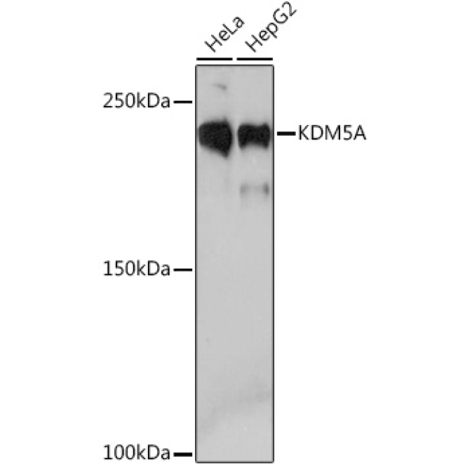 KDM5A Rabbit Monoclonal Antibody
