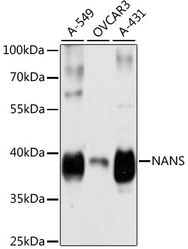 NANS Rabbit Polyclonal Antibody