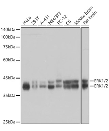 ERK1/2 Rabbit Monoclonal Antibody