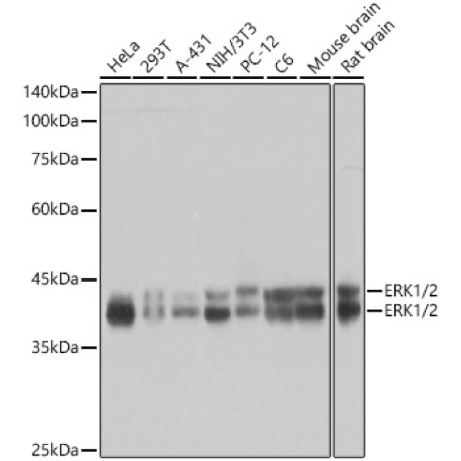 ERK1/2 Rabbit Monoclonal Antibody