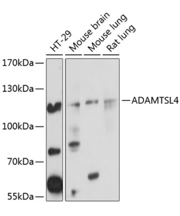 ADAMTSL4 Rabbit Polyclonal Antibody