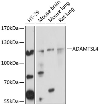 ADAMTSL4 Rabbit Polyclonal Antibody