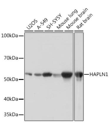 HAPLN1 Rabbit Monoclonal Antibody