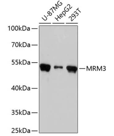 MRM3 Rabbit Polyclonal Antibody