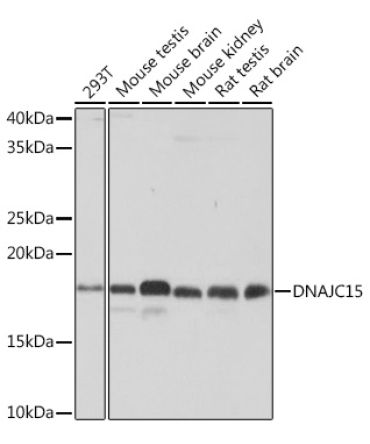 DNAJC15 Rabbit Monoclonal Antibody