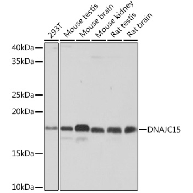 DNAJC15 Rabbit Monoclonal Antibody