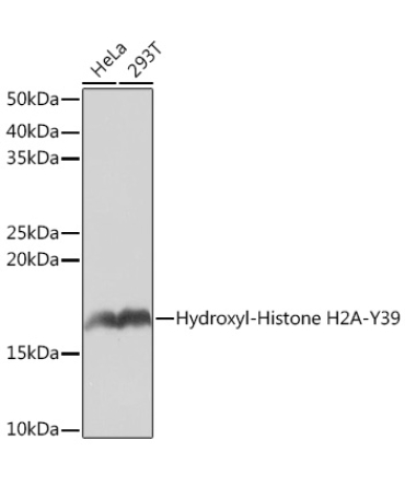 Hydroxyl-Histone H2A-Y39 Rabbit Monoclonal Antibody