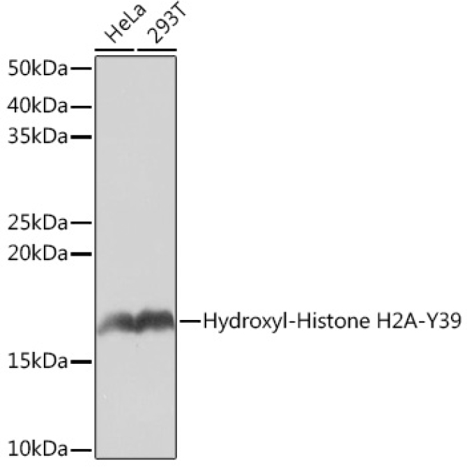 Hydroxyl-Histone H2A-Y39 Rabbit Monoclonal Antibody