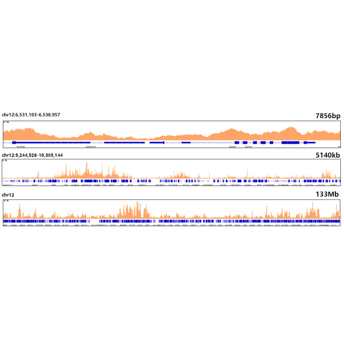 Histone H3.3 Rabbit Monoclonal Antibody