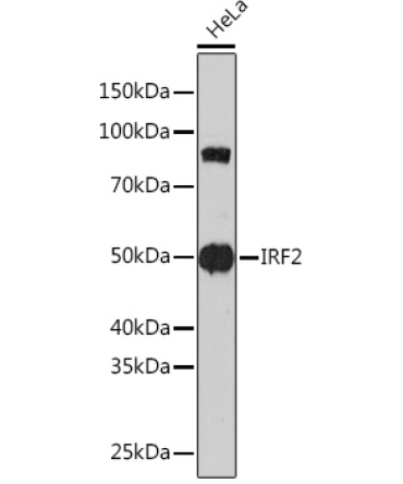 IRF2 Rabbit Monoclonal Antibody