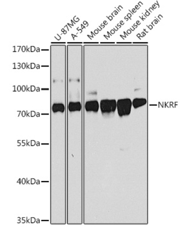 NKRF Rabbit Polyclonal Antibody