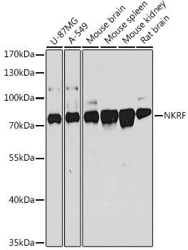 NKRF Rabbit Polyclonal Antibody