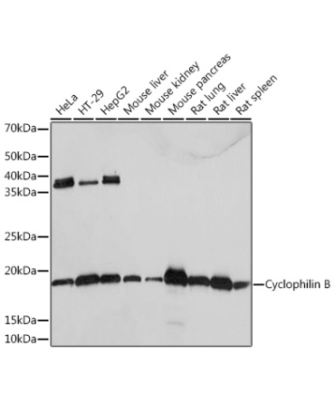 Cyclophilin B Rabbit Monoclonal Antibody