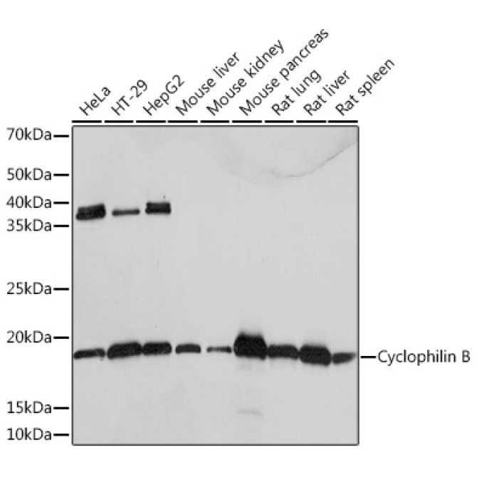 Cyclophilin B Rabbit Monoclonal Antibody
