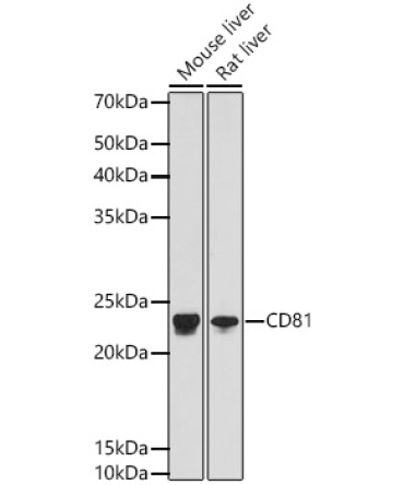 CD81 Rabbit Monoclonal Antibody