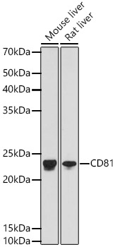 CD81 Rabbit Monoclonal Antibody