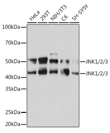 JNK1/2/3 Rabbit Monoclonal Antibody