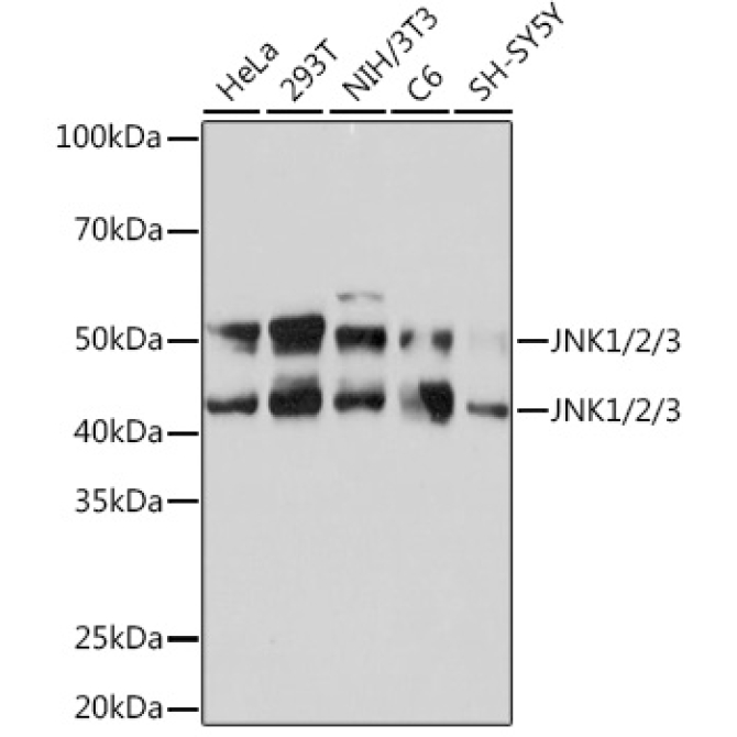 JNK1/2/3 Rabbit Monoclonal Antibody