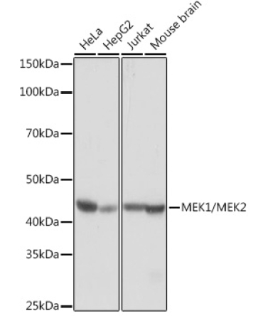 MEK1/MEK2 Rabbit Monoclonal Antibody