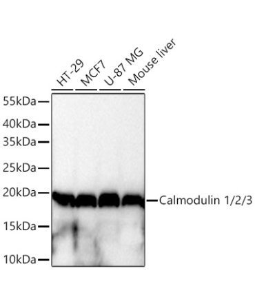 Calmodulin 1/2/3 Rabbit Monoclonal Antibody