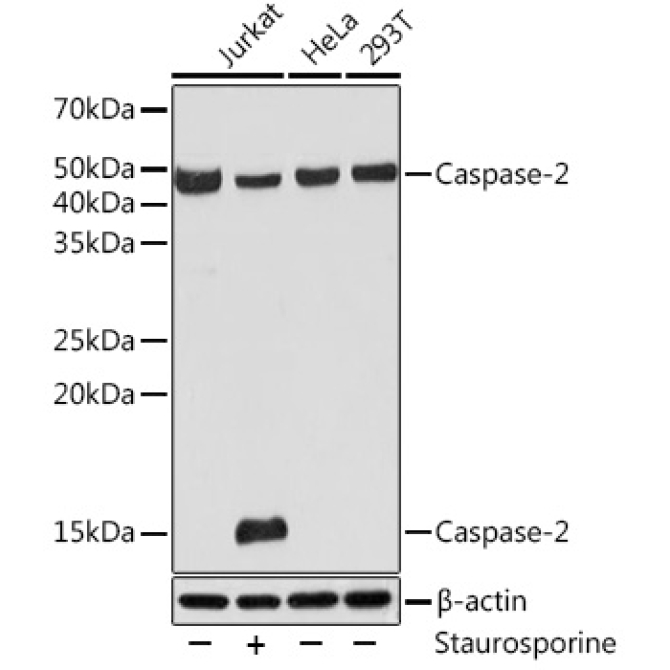 Caspase-2 Rabbit Monoclonal Antibody