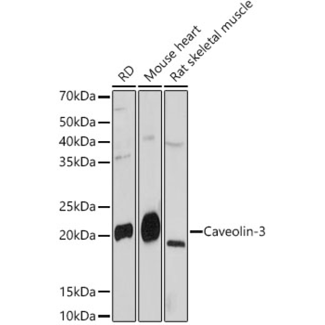 Caveolin-3  Rabbit Monoclonal Antibody