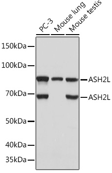 ASH2L Rabbit Monoclonal Antibody