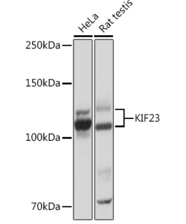 KIF23 Rabbit Monoclonal Antibody