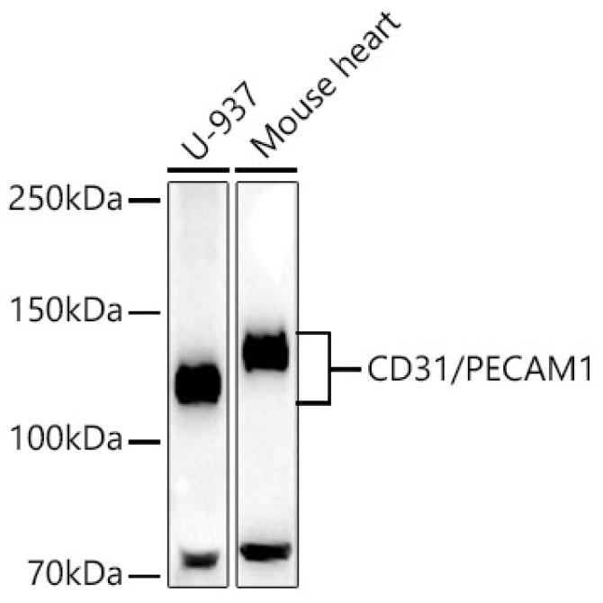 CD31/PECAM1 Rabbit Monoclonal Antibody