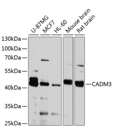 CADM3 Rabbit Polyclonal Antibody