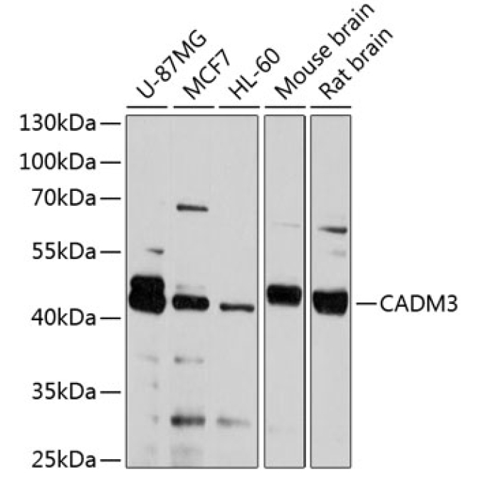 CADM3 Rabbit Polyclonal Antibody