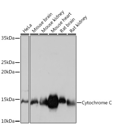 Cytochrome C Rabbit Monoclonal Antibody