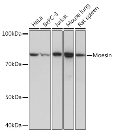 Moesin Rabbit Monoclonal Antibody