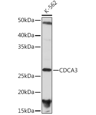 CDCA3 Rabbit Monoclonal Antibody