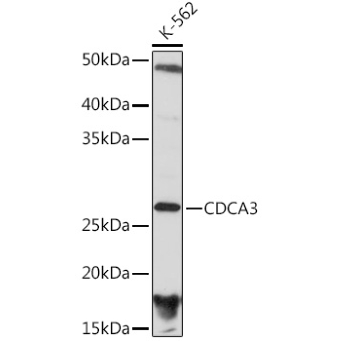CDCA3 Rabbit Monoclonal Antibody