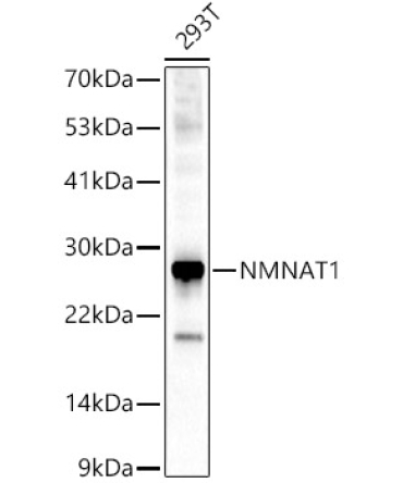 NMNAT1 Rabbit Polyclonal Antibody