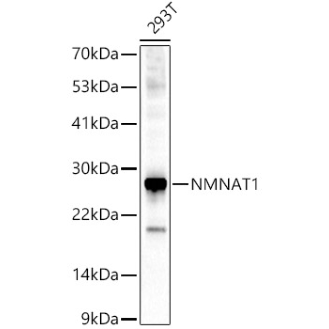 NMNAT1 Rabbit Polyclonal Antibody