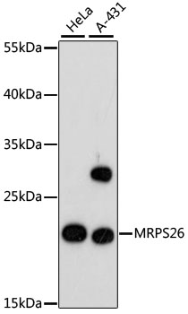 MRPS26 Rabbit Polyclonal Antibody