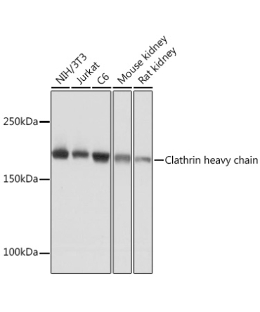 Clathrin heavy chain Rabbit Monoclonal Antibody