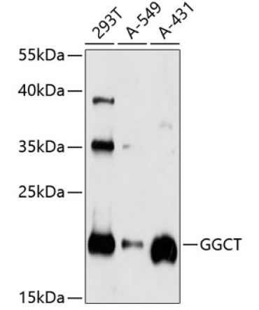 GGCT Rabbit Polyclonal Antibody