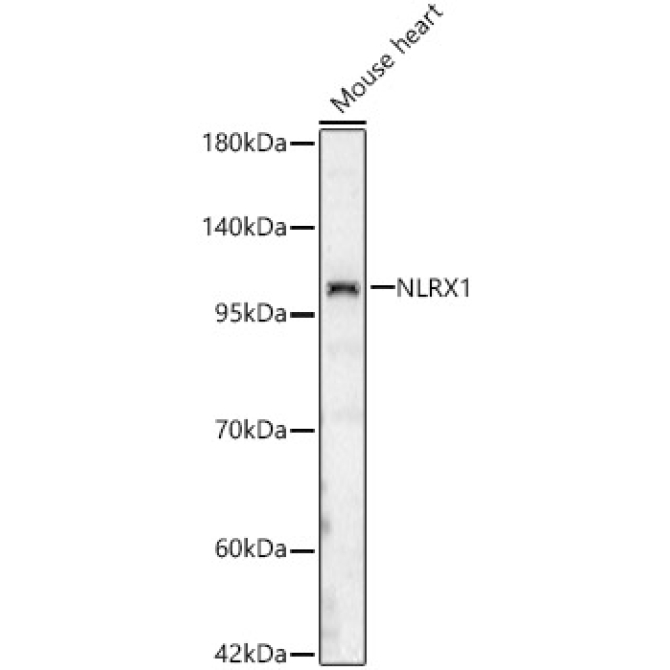 NLRX1 Rabbit Polyclonal Antibody