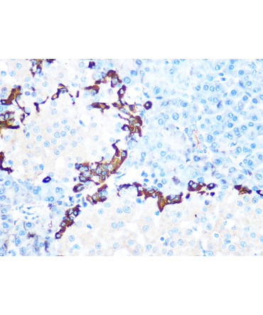 GLP-1 Rabbit Monoclonal Antibody