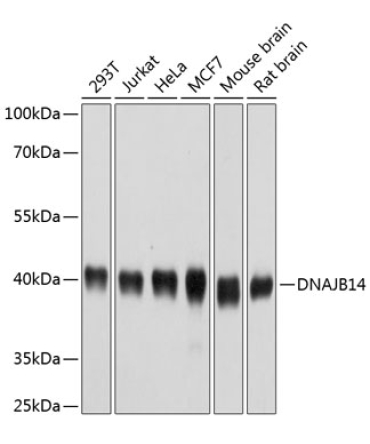 DNAJB14 Rabbit Polyclonal Antibody