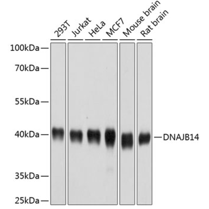DNAJB14 Rabbit Polyclonal Antibody