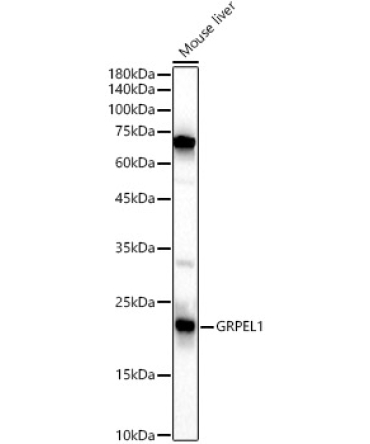 GRPEL1 Rabbit Polyclonal Antibody