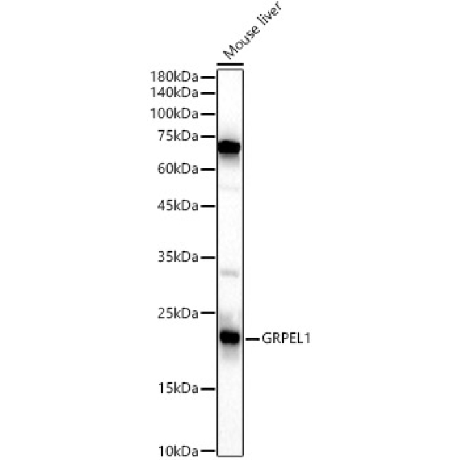 GRPEL1 Rabbit Polyclonal Antibody