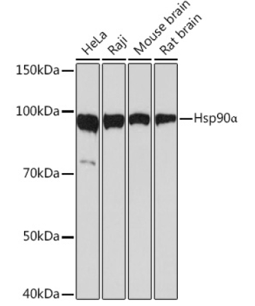 Hsp90Alpha Rabbit Monoclonal Antibody