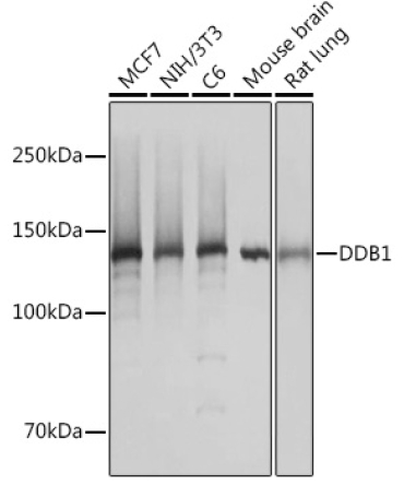 DDB1 Rabbit Monoclonal Antibody
