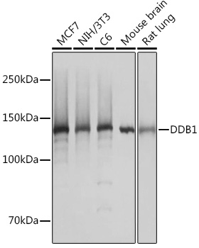 DDB1 Rabbit Monoclonal Antibody