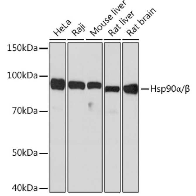 Hsp90Alpha/Beta Rabbit Monoclonal Antibody